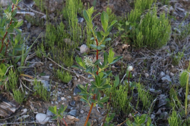 Mccalla's Willow