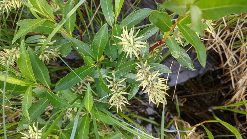 Mccalla's Willow photo 2