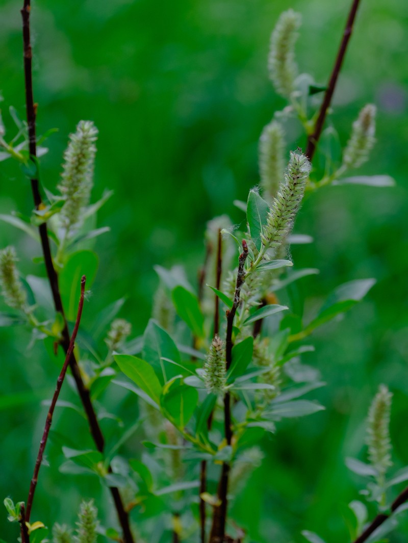 Mccalla's Willow photo 4