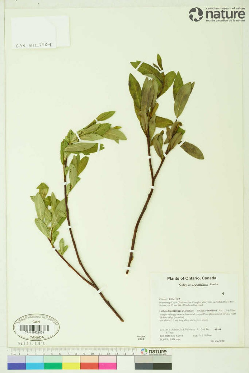 Mccalla's Willow photo 6
