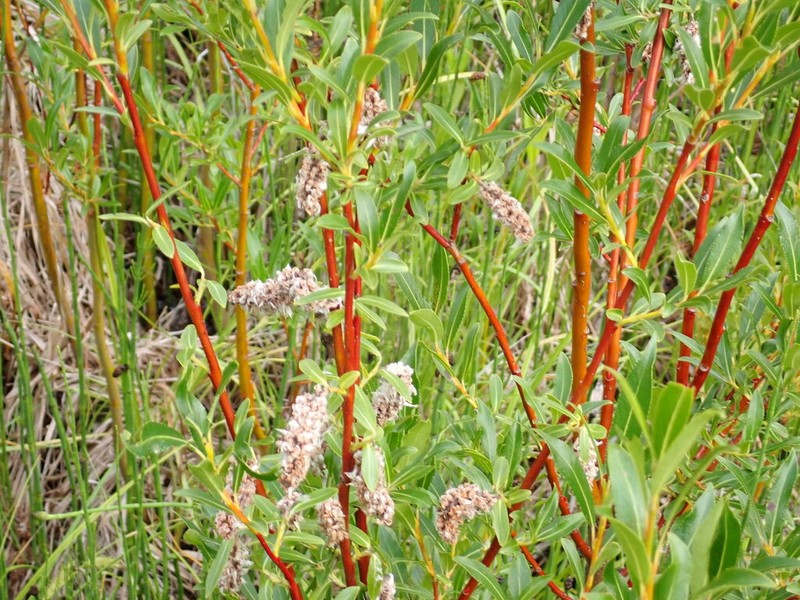 Mccalla's Willow photo 8