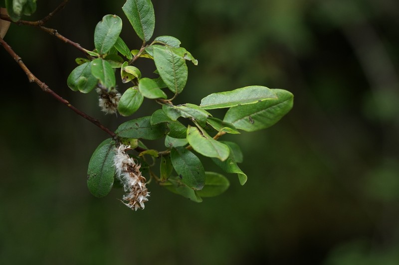 Salix maerkangensis