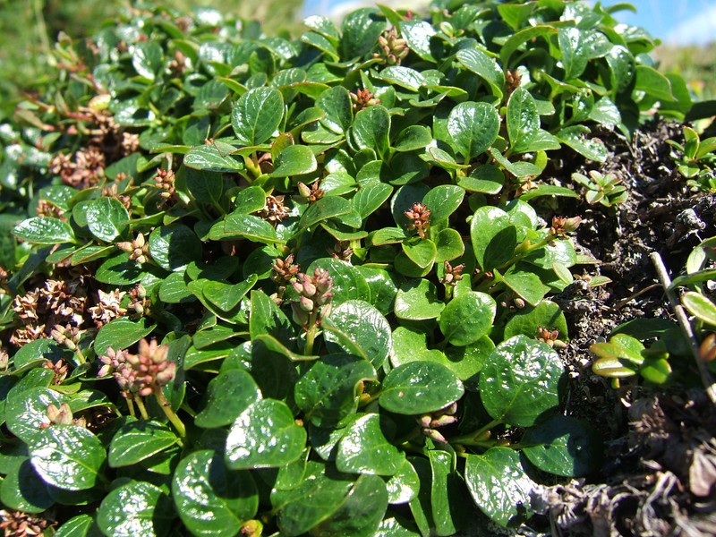 Salix magadanensis photo 2