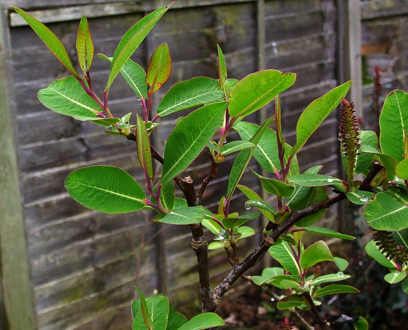 Salix magnifica