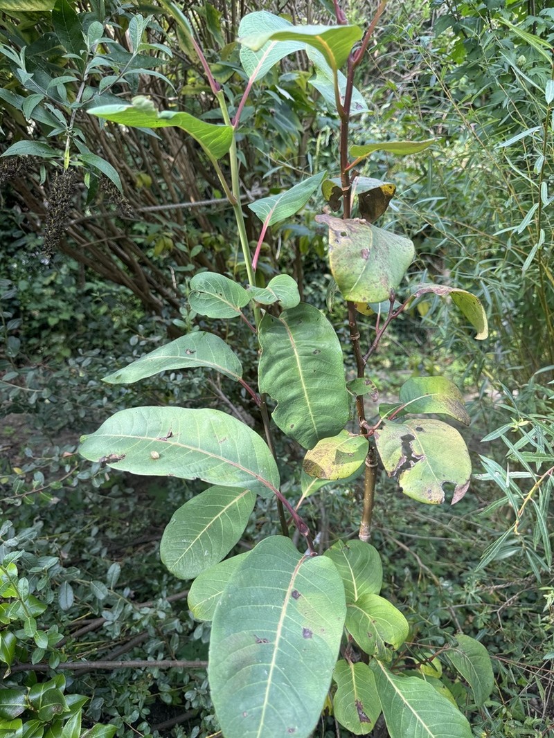 Salix magnifica photo 3