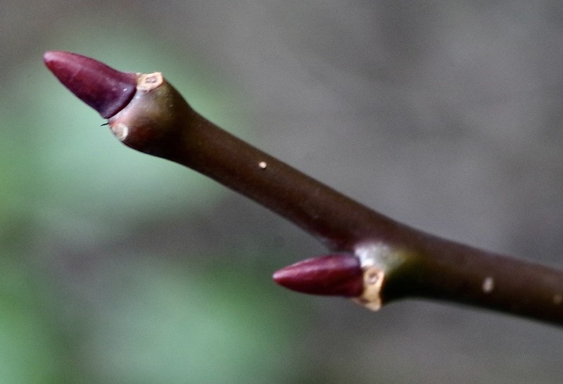 Salix magnifica photo 4