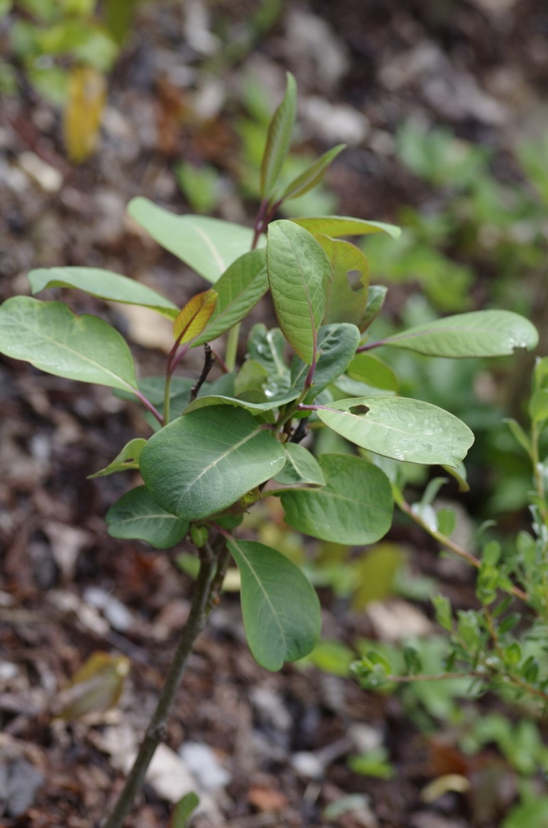 Salix magnifica photo 5