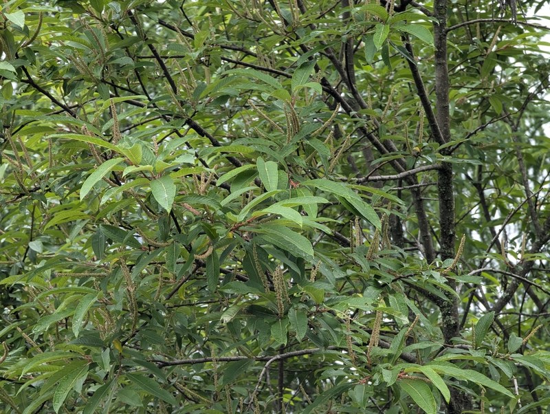 Salix magnifica photo 6