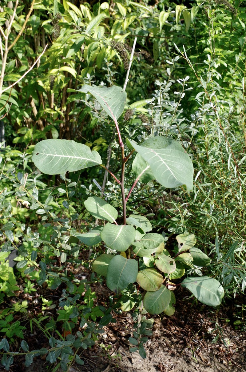 Salix magnifica photo 7