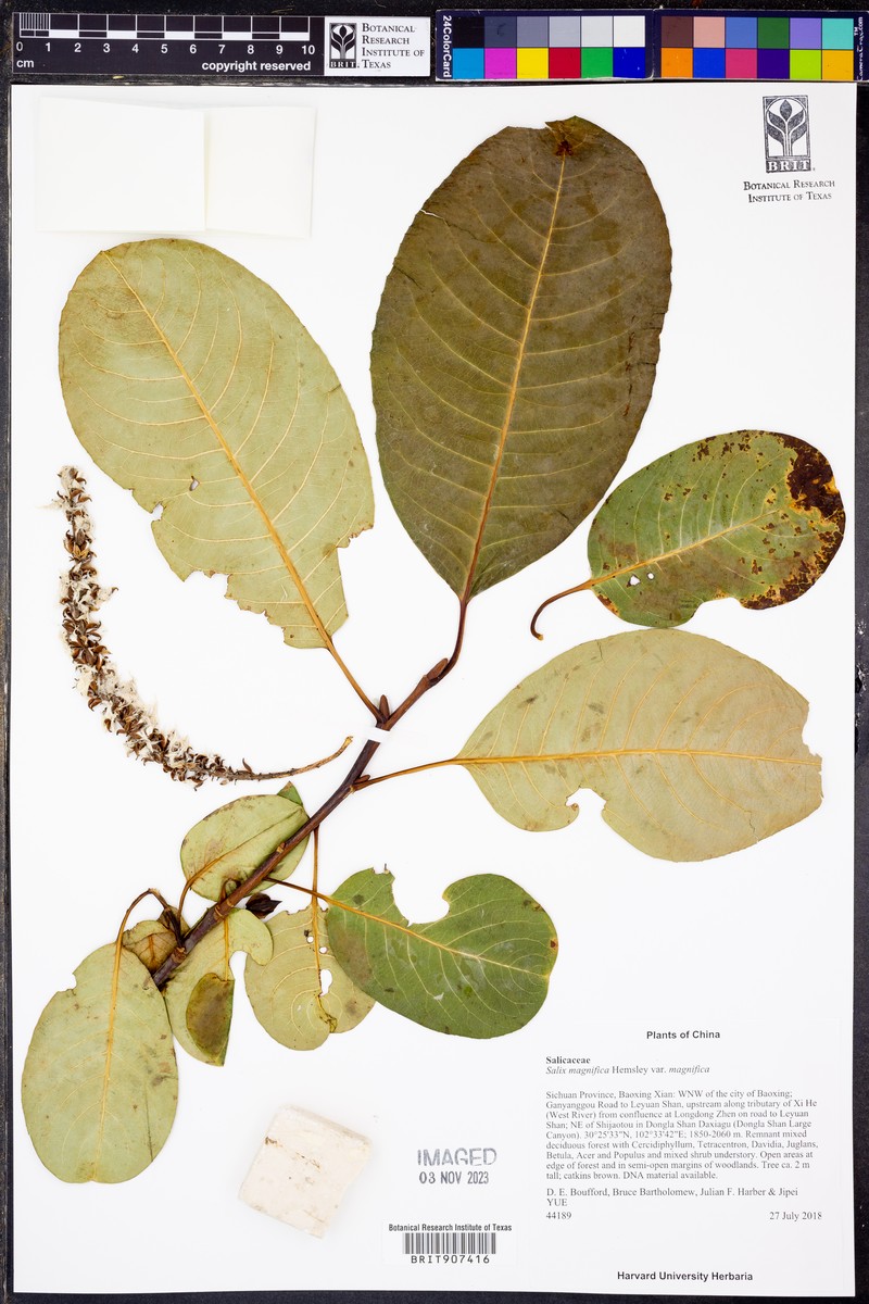 Salix magnifica var. magnifica