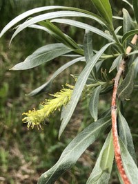 Dusky Willow