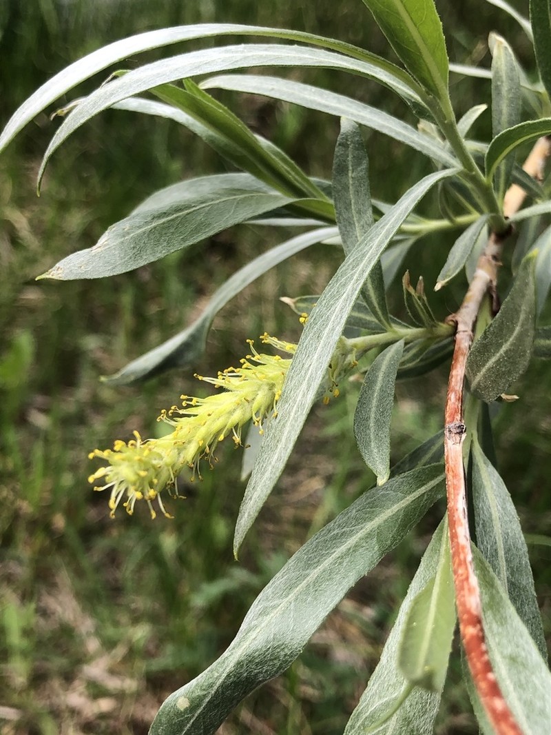 Dusky Willow