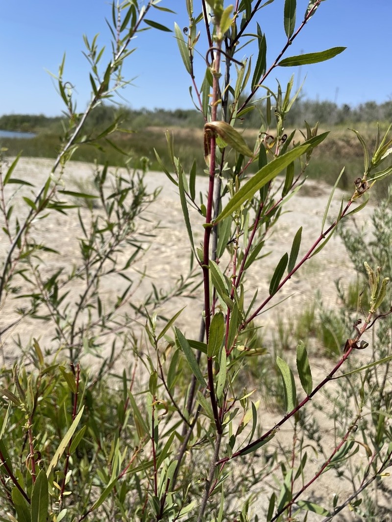 Dusky Willow photo 2