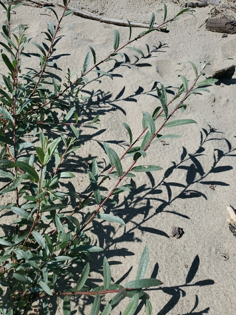 Dusky Willow photo 3
