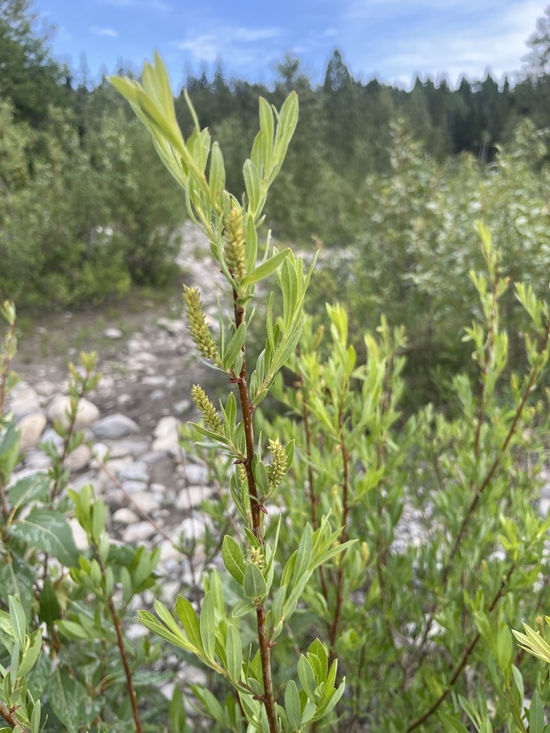 Dusky Willow photo 5