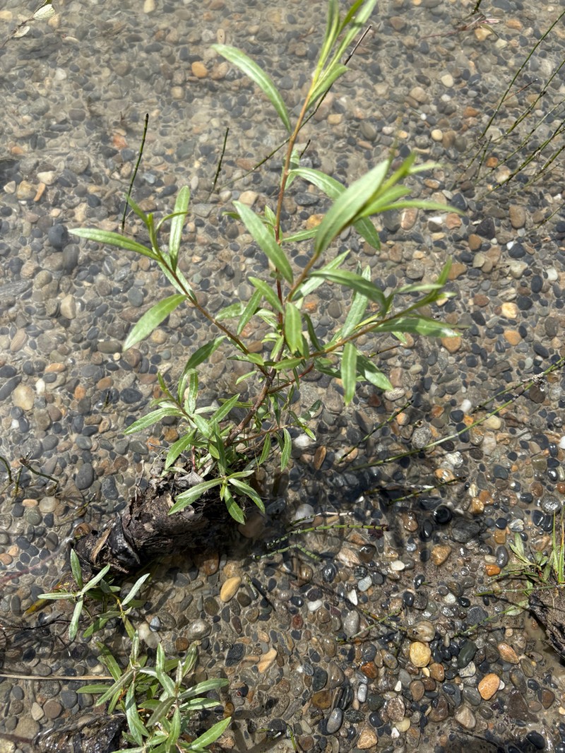 Dusky Willow photo 7