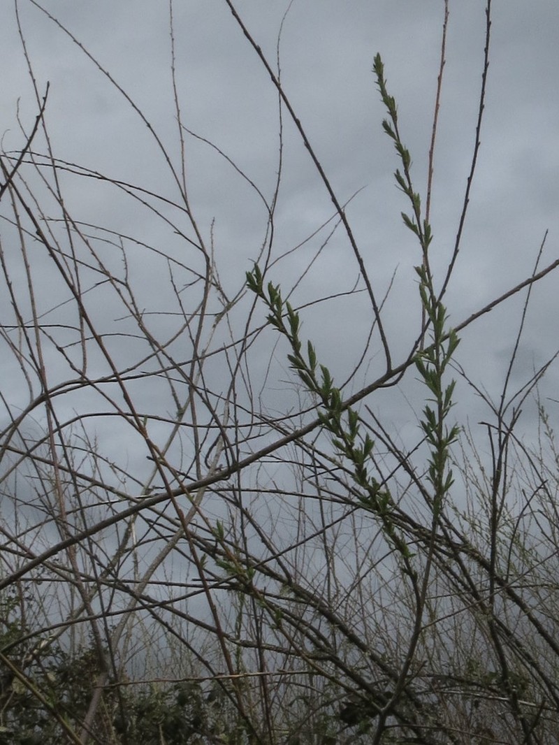 Dusky Willow photo 8