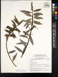 Salix mexicana