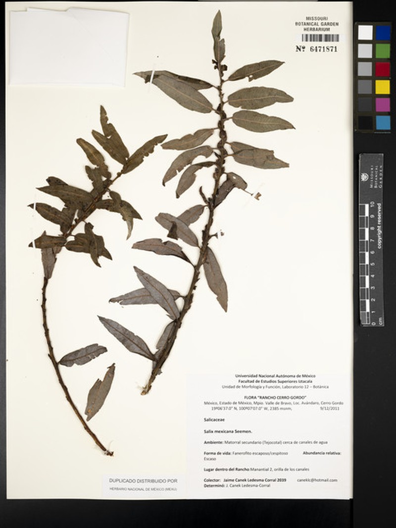 Salix mexicana