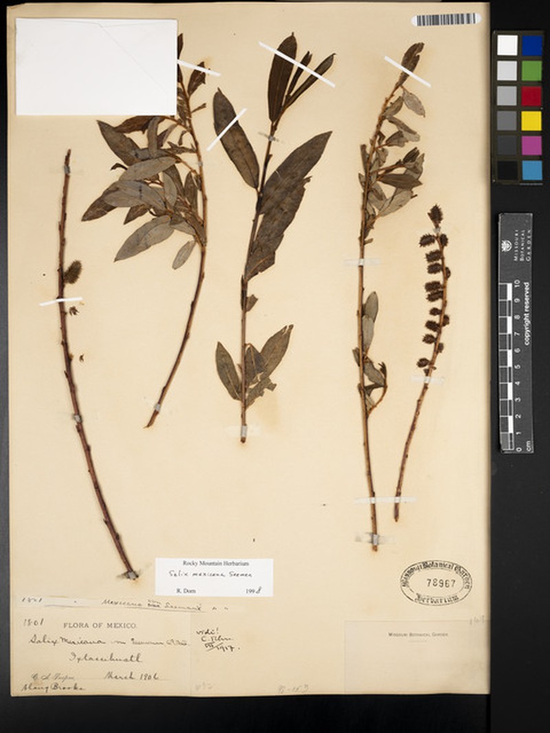 Salix mexicana photo 2