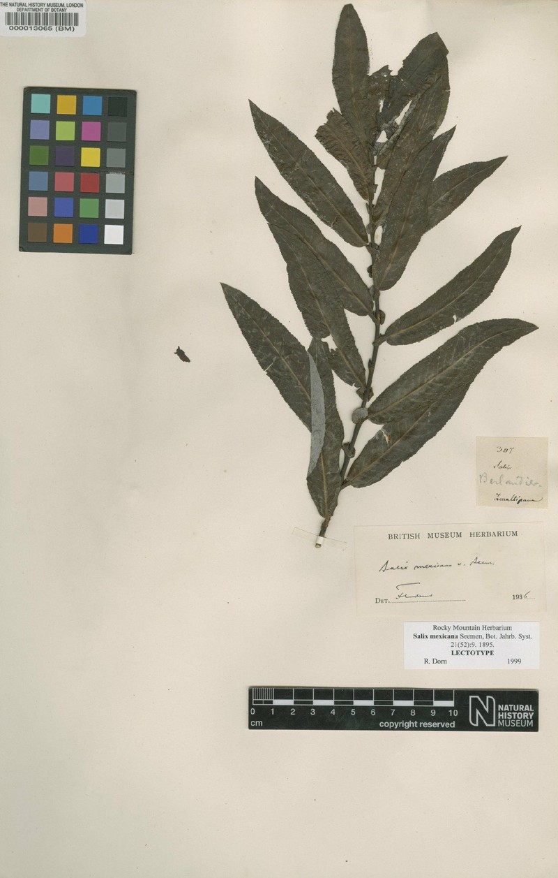 Salix mexicana photo 3
