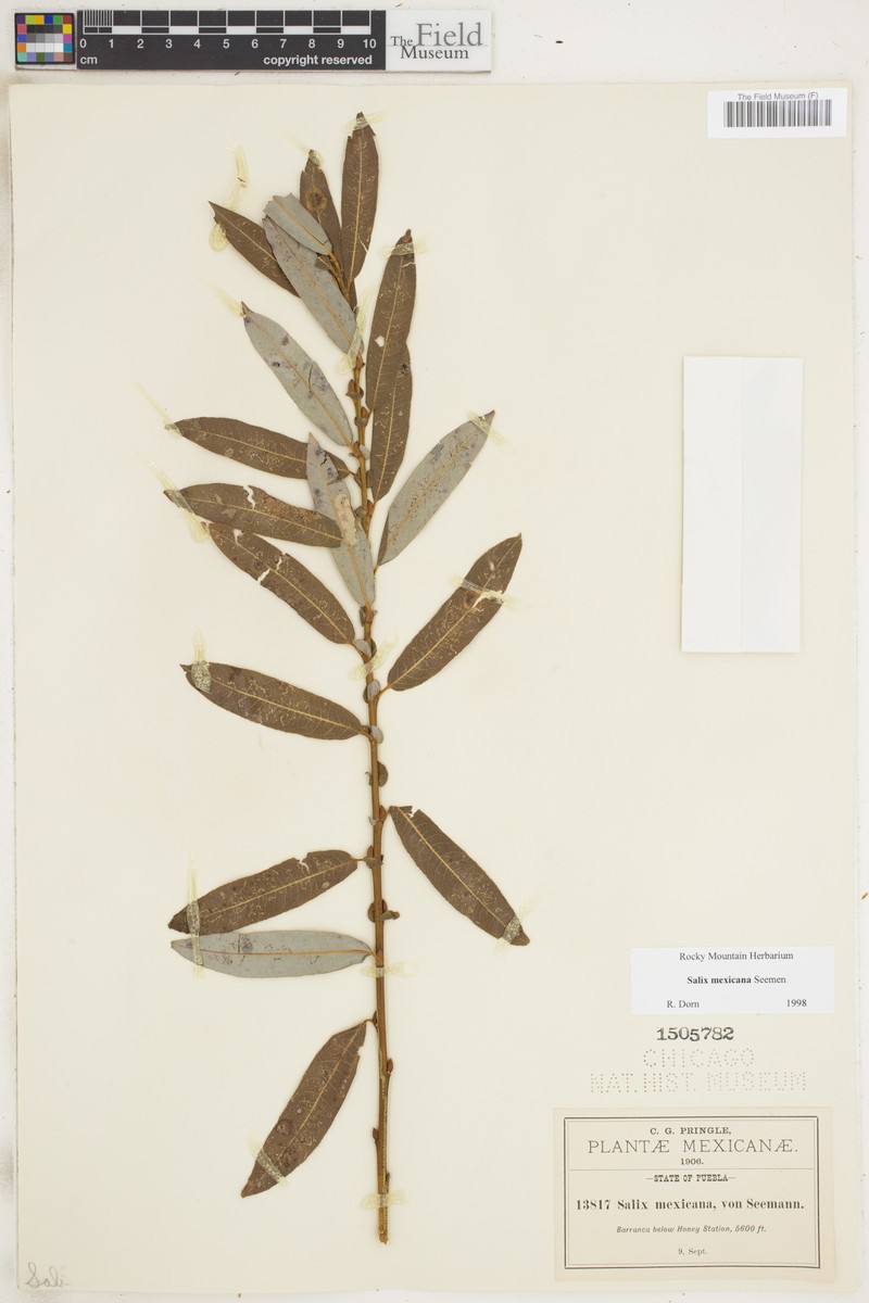 Salix mexicana photo 4