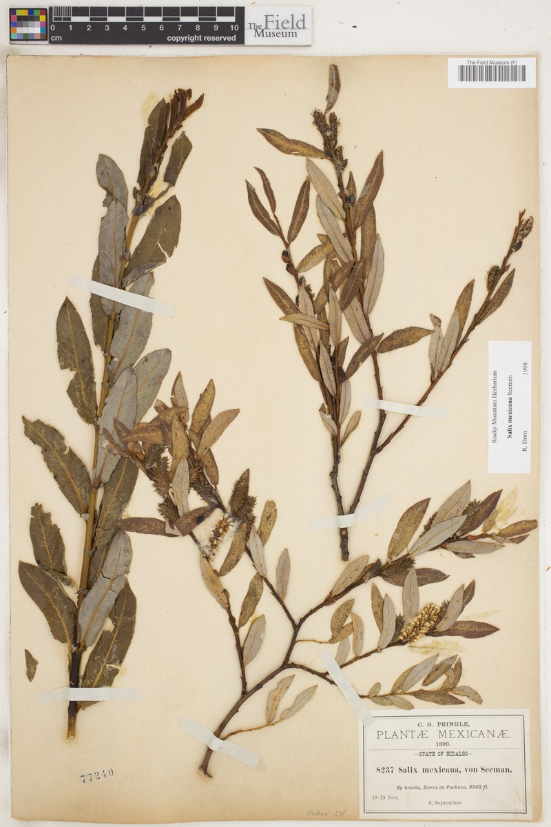 Salix mexicana photo 5