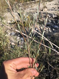 Salix microstachya