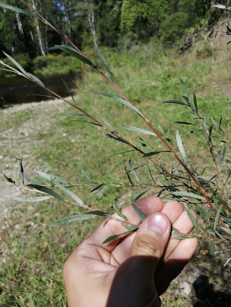Salix microstachya photo 2