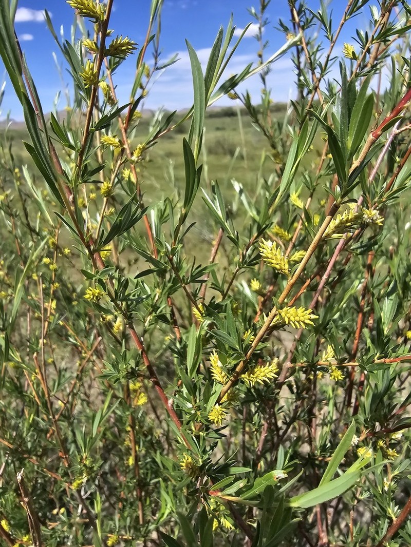 Salix microstachya photo 3