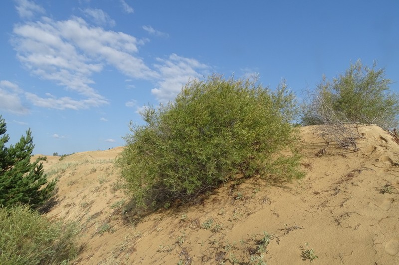Salix microstachya photo 4