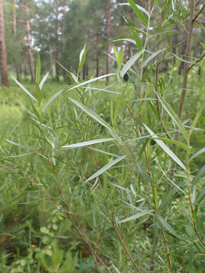 Salix microstachya photo 5