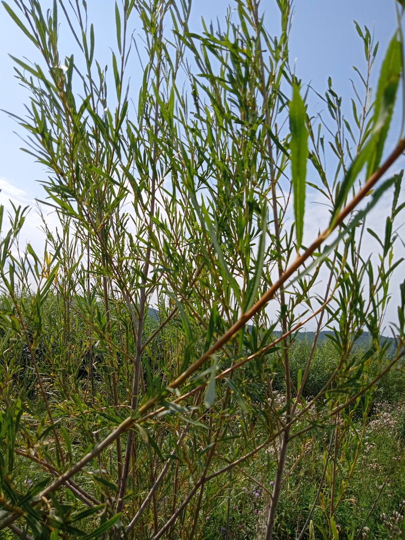 Salix microstachya photo 6