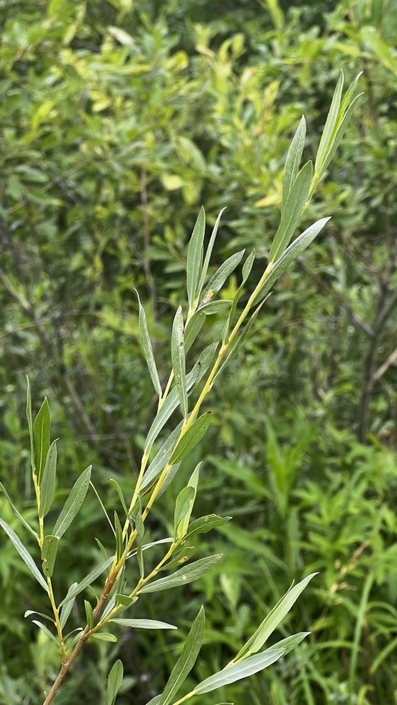 Salix microstachya photo 7