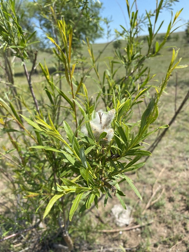 Salix microstachya photo 8