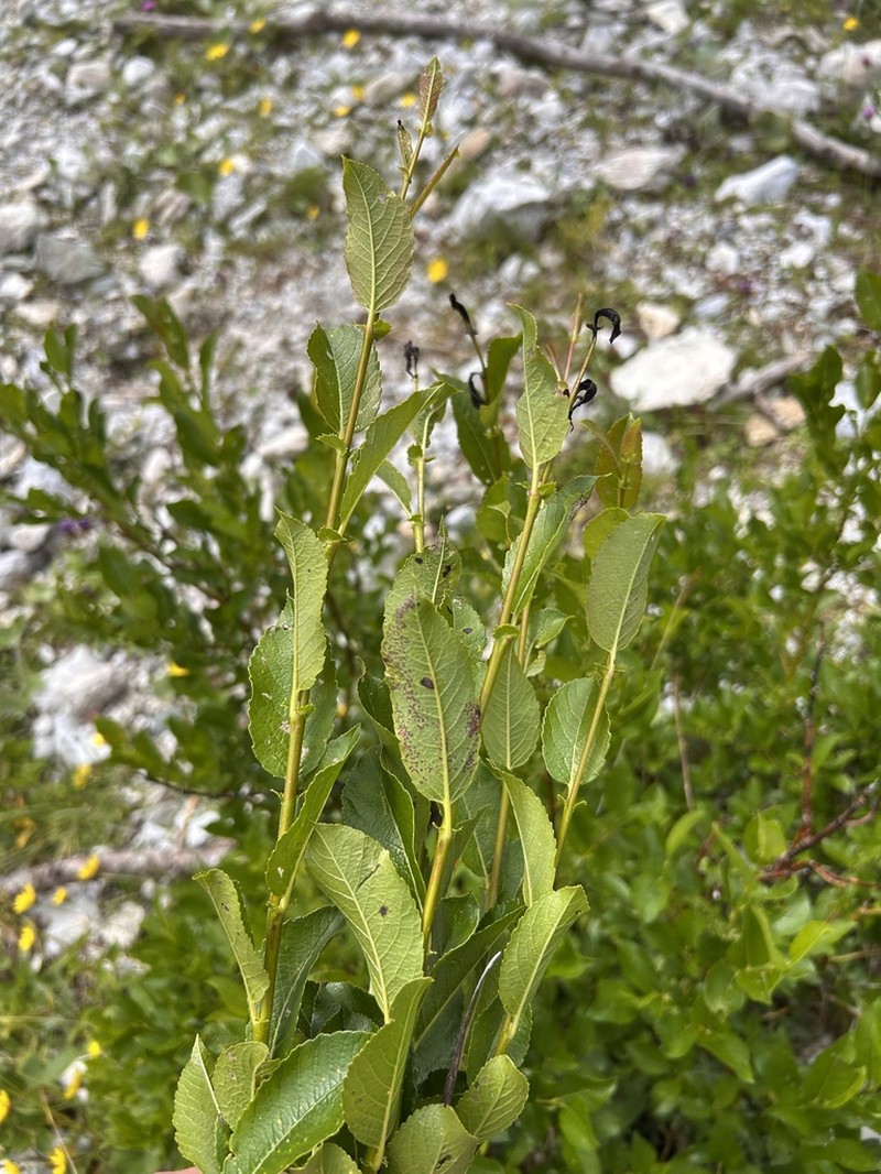 Sali mielichhoferi photo 2