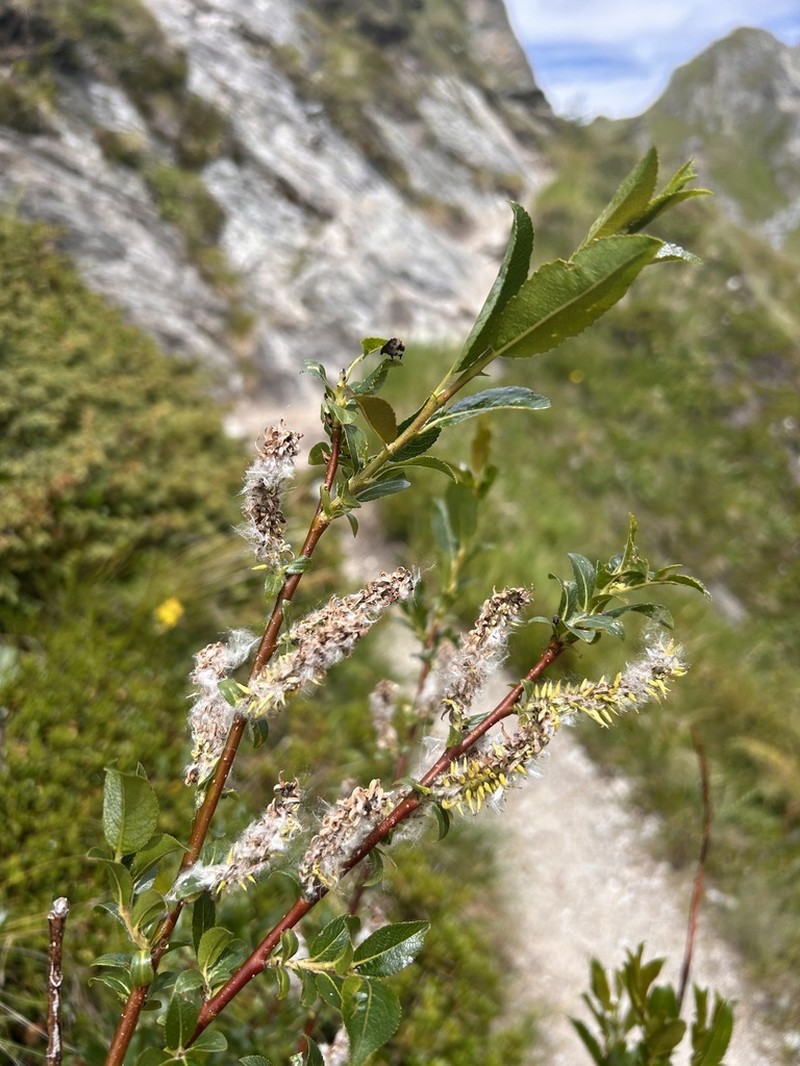 Sali mielichhoferi photo 3