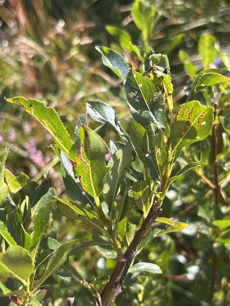 Sali mielichhoferi photo 4
