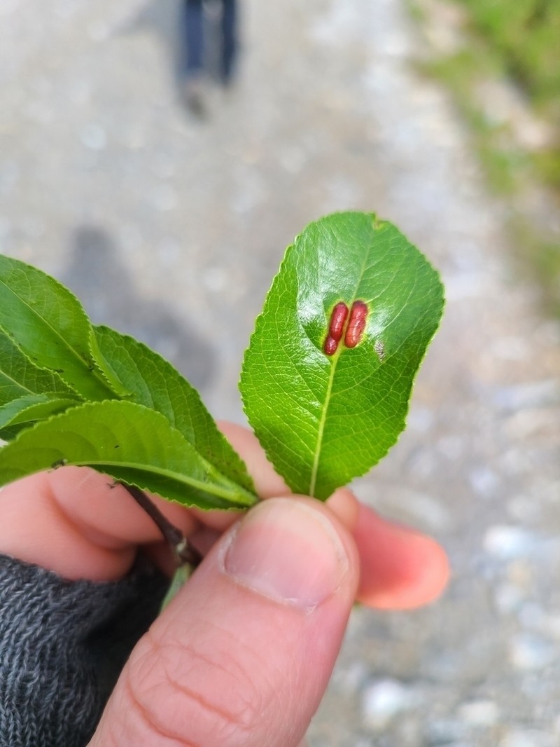 Sali mielichhoferi photo 6