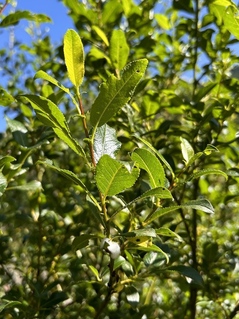 Sali mielichhoferi photo 7