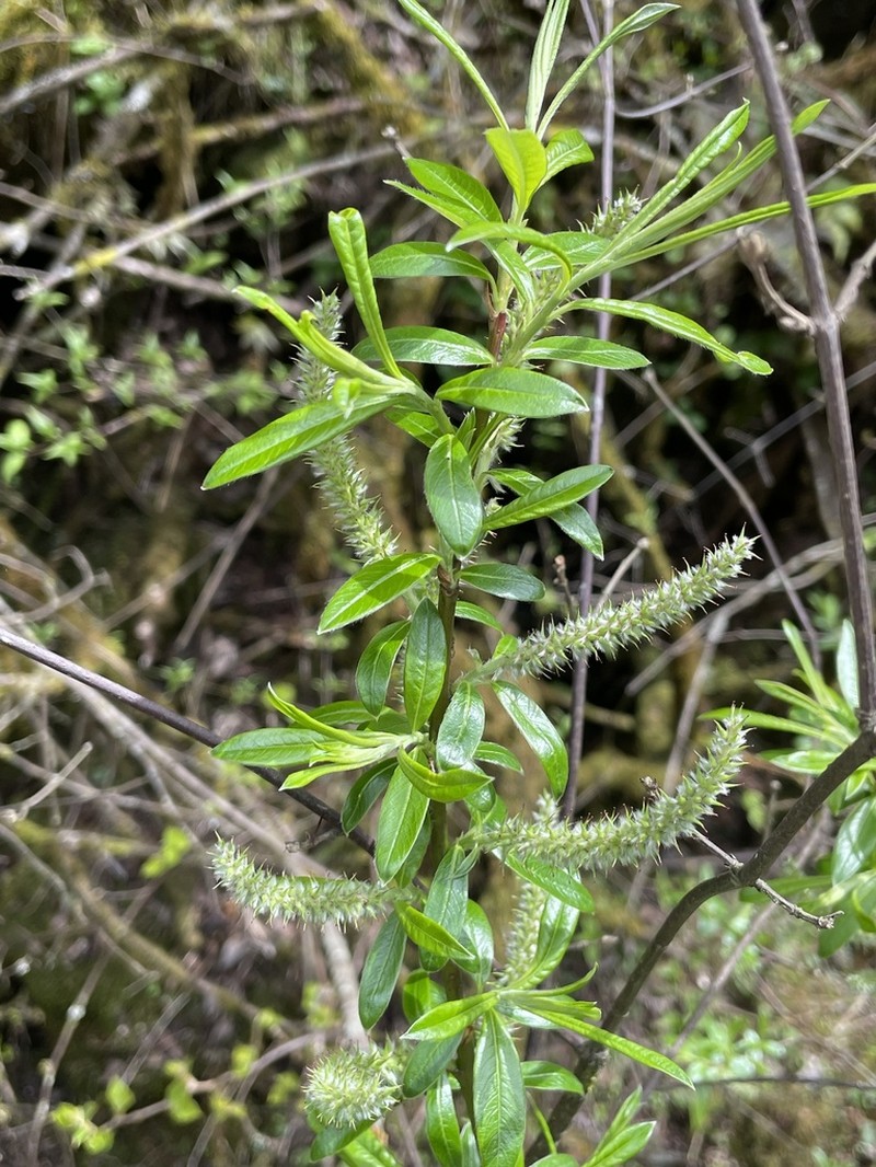 Salix minjiangensis