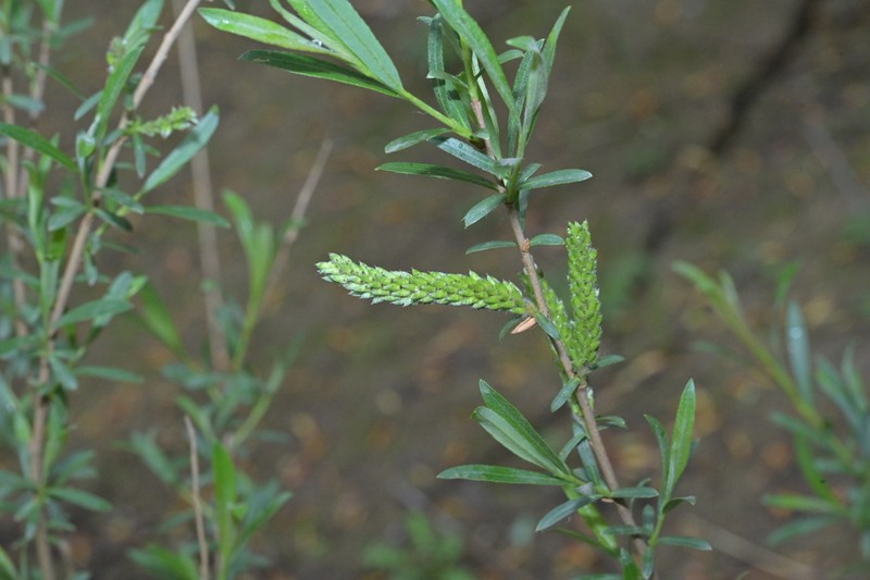 Sali miyabeana photo 2