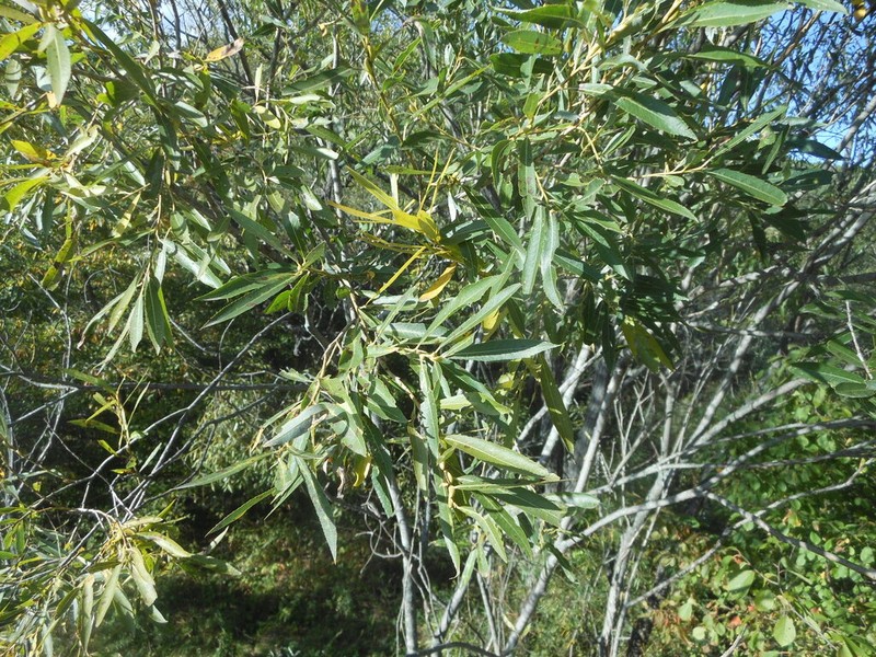 Sali miyabeana photo 3