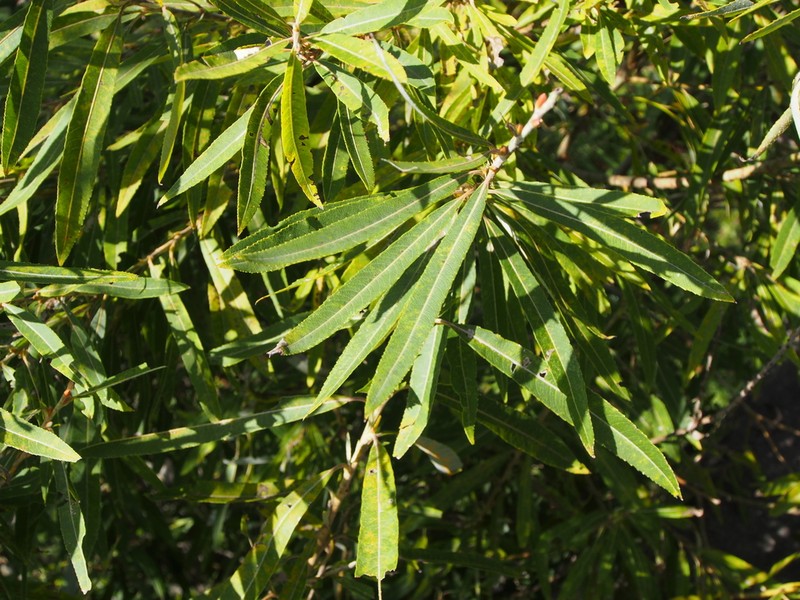 Sali miyabeana photo 4