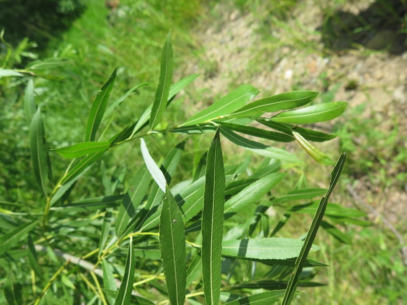 Sali miyabeana photo 8