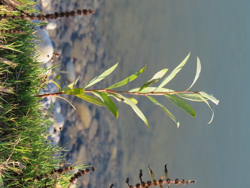 Sharp-Stipule Willow
