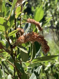 Onecolor Willow