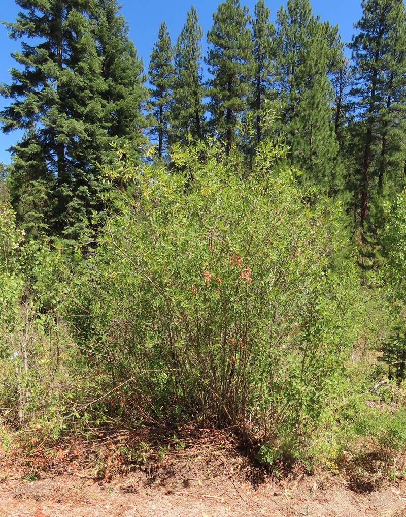 Onecolor Willow photo 5