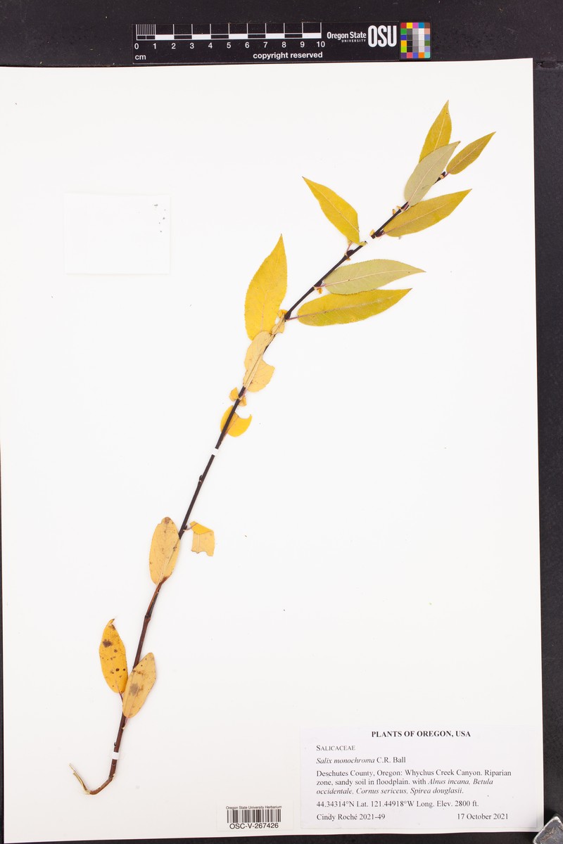 Onecolor Willow photo 6