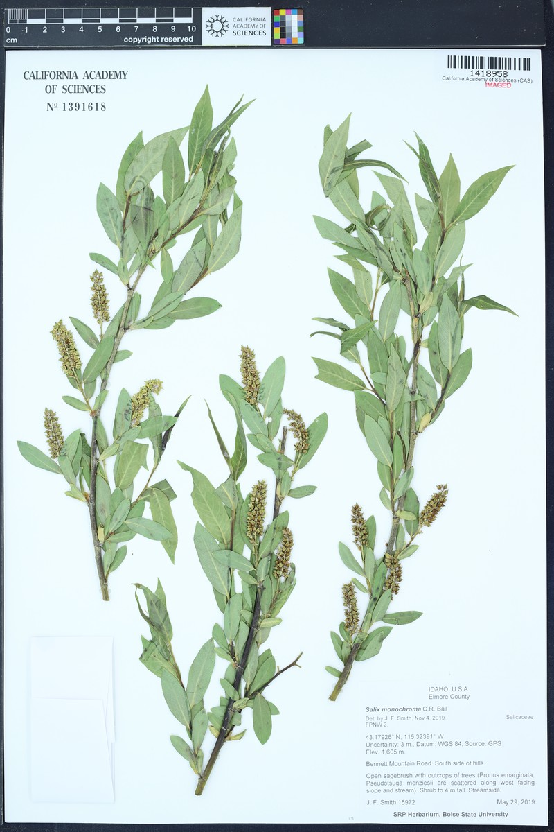 Onecolor Willow photo 7